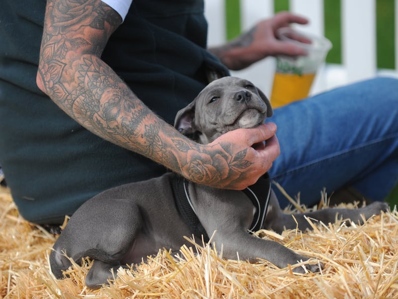 Percy, a blue Staffordshire bull terrier