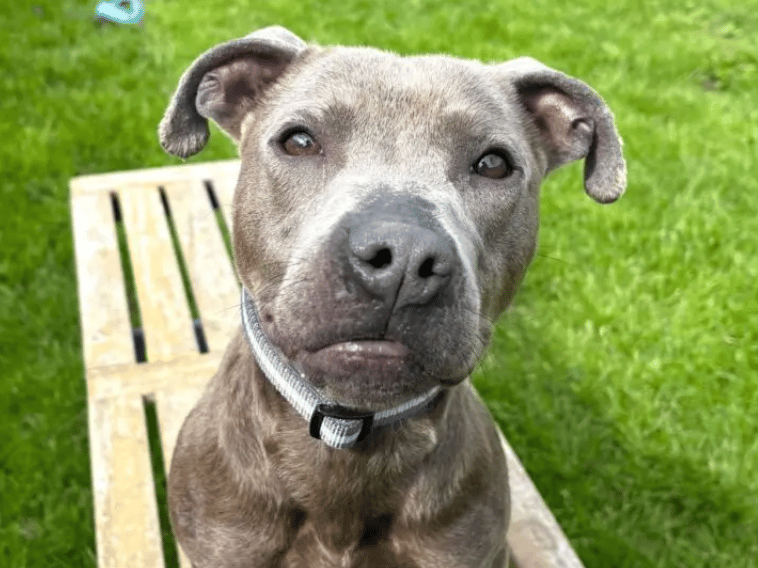 Rafiki is a fun, energetic and cheeky young lad! He has spent some time in a foster home who have shared the following; Overall, Rafiki is still very much a puppy. He is affectionate, playful, curious and eager to learn. He needs attention, interaction and continued training, but he is also capable of settling very nicely in his bed and will happily relax for long periods.