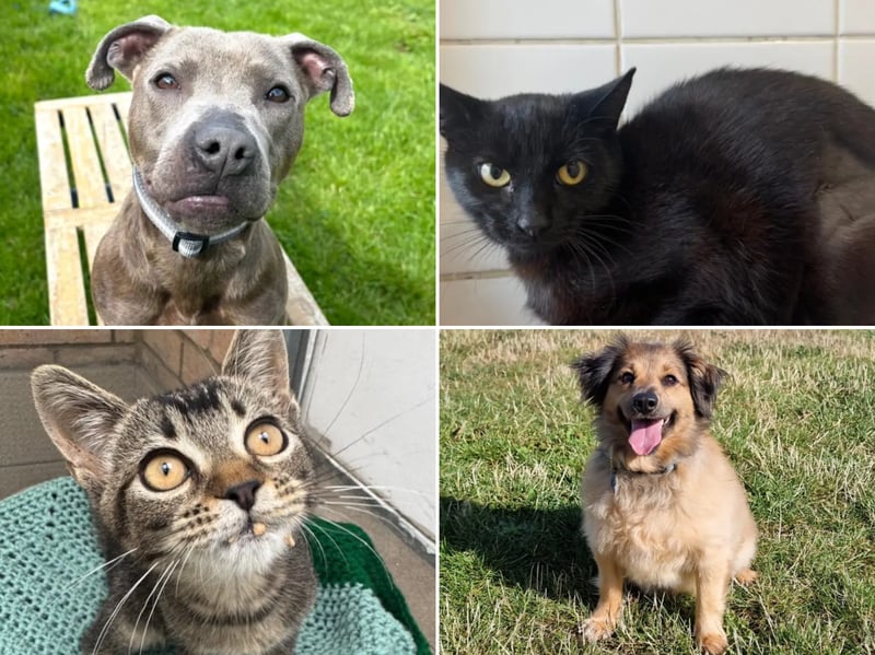 All these pets at Newcastle Dog & Cat Shelter are searching for a home.