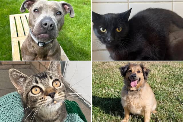 All these pets at Newcastle Dog & Cat Shelter are searching for a home.