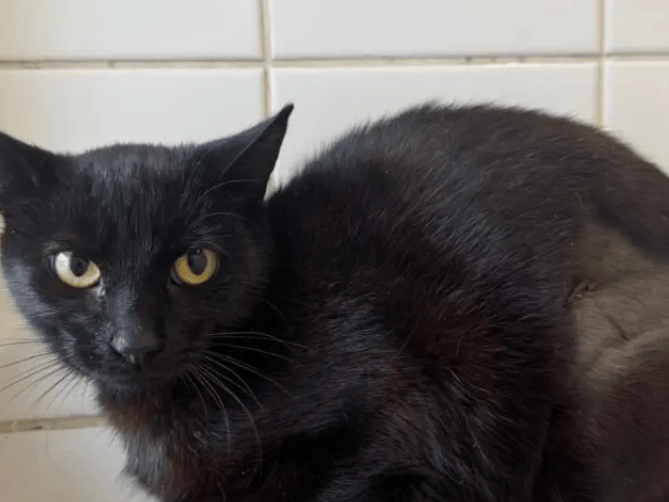 Mildred is a very nervous and worried little lady who is currently feeling overwhelmed by the shelter environment. Sadly, she is struggling to let her guard down at the moment and isn’t yet comfortable with staff. She spends most of her time sat up on her elevated shelf where she can see everything going on.