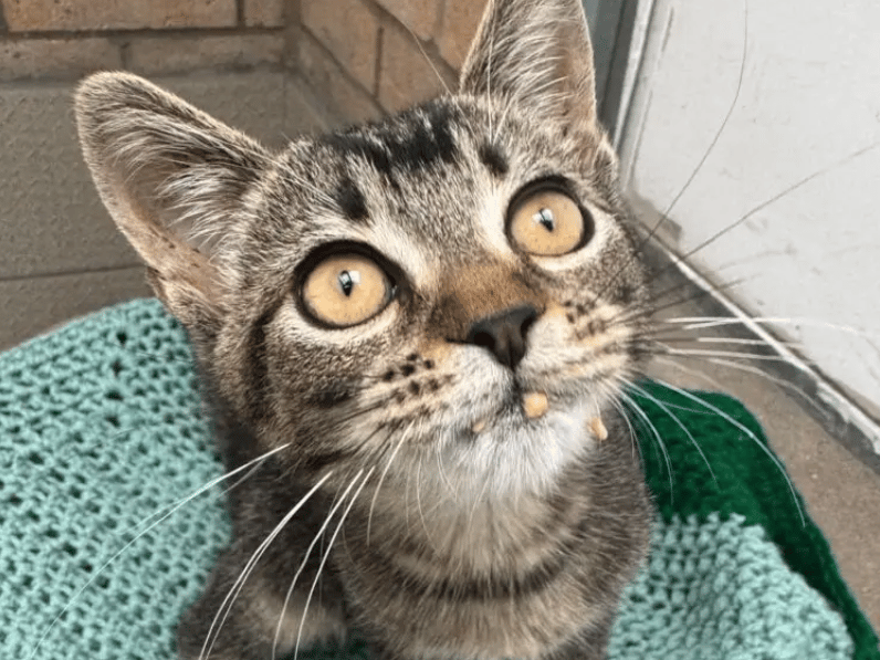 Kya is a typical, playful, confident and cheeky young kitten. She is a well socialised little girl who enjoys human interaction and being made a fuss of. Kittens require lots of play, stimulation and companionship and so Kya is looking for a family who have lots of time to spend with her whilst she continues her development into a happy, healthy adult cat.