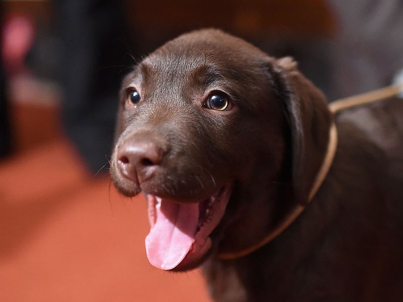 Not content with just being the most popular dog in the UK, the Labrador Retriever is also the most child-friendly - thanks to their friendly, loving and outgoing nature.