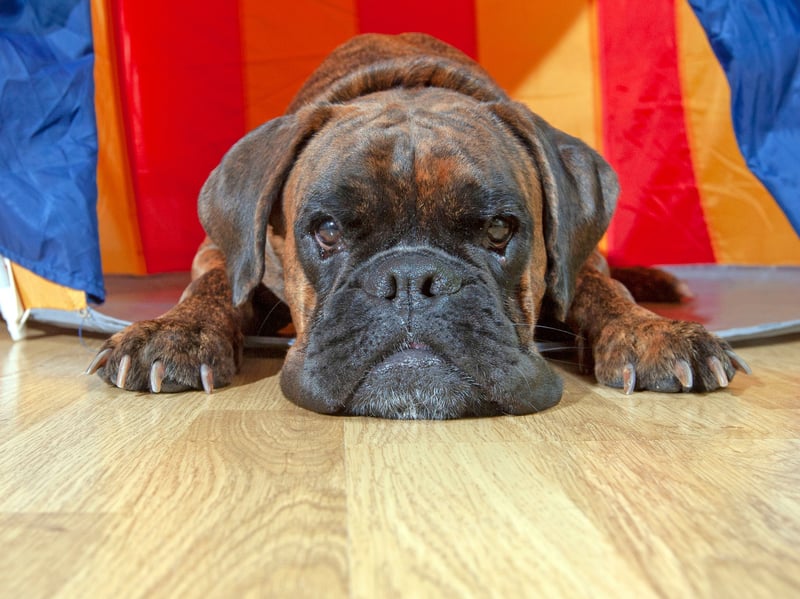 Energetic and loving, Boxers are natural protectors who adore children. Their goofy personalities and loyalty make them super-fun family members, and they’re always up for active play with pretty much anybody.