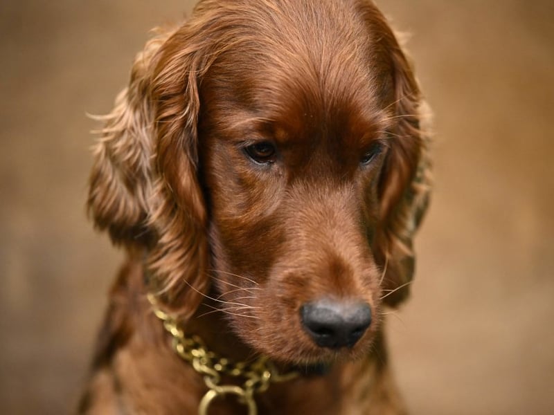 The noble-looking Irish Setter is an outgoing and sweet-natured breed that loves big long walks and plenty of cuddles from the younger members of the family.