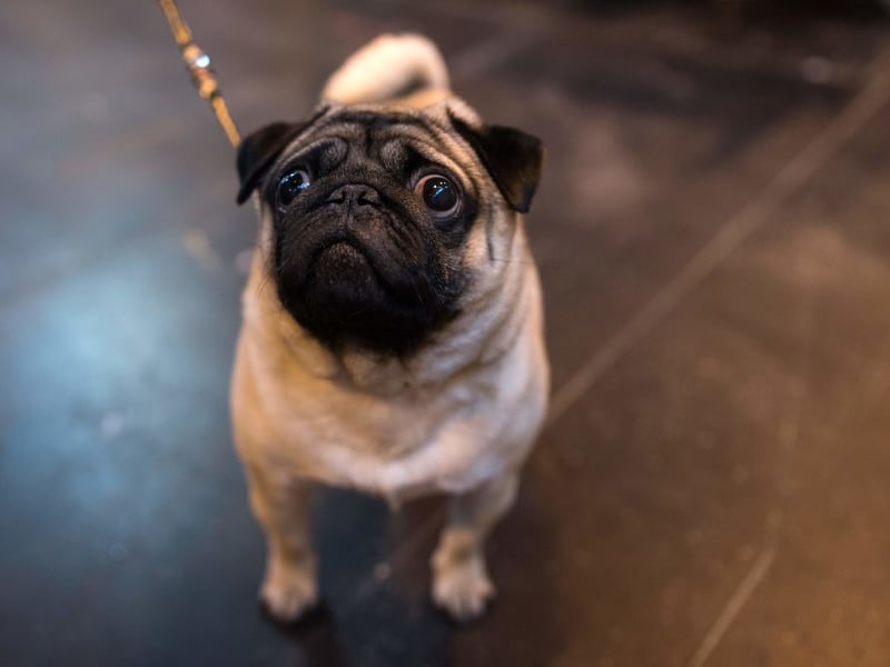 Pugs are known to have a special affinity with children and are likely to become best buddies with the youngest member of the family within a wag of a tail. They are eager to please, easy to train, and very loving. 