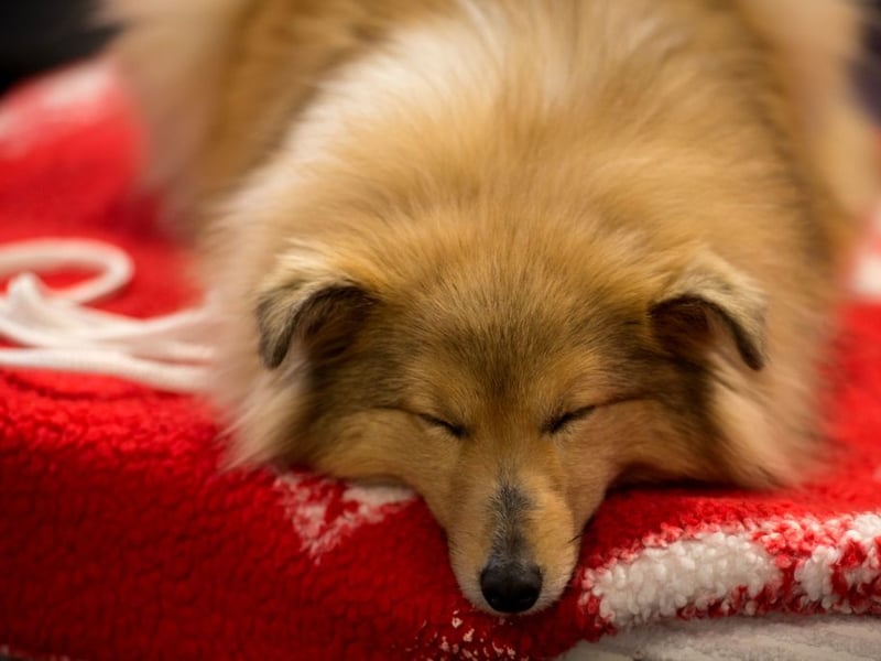 Shelties, as most Shetland Sheepdog owners call them, are gentle, affectionate, and incredibly intelligent - the perfect combination when it come to getting on spectacularly with kids. They are loyal and very responsive to training - your child will be teaching them tricks in no time.