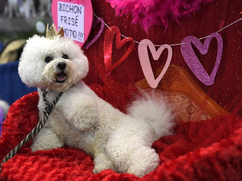 This cheerful, hypoallergenic breed loves kids and all the attention they inevitably get from the wee ones. Bichons are small, cuddly, and enjoy playing games for hours. Their coat requires grooming, but their affectionate personality makes them ideal for families. 