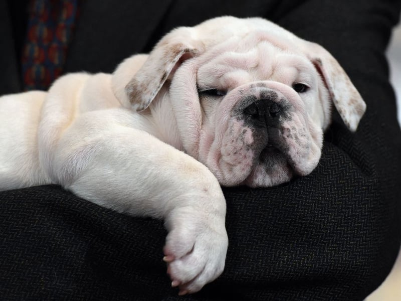 They may sometimes look a little grumpy due to their distinctive wrinkles, but the adaptable Bulldog's calm and relaxed nature makes it a perfect choice for families with young children.