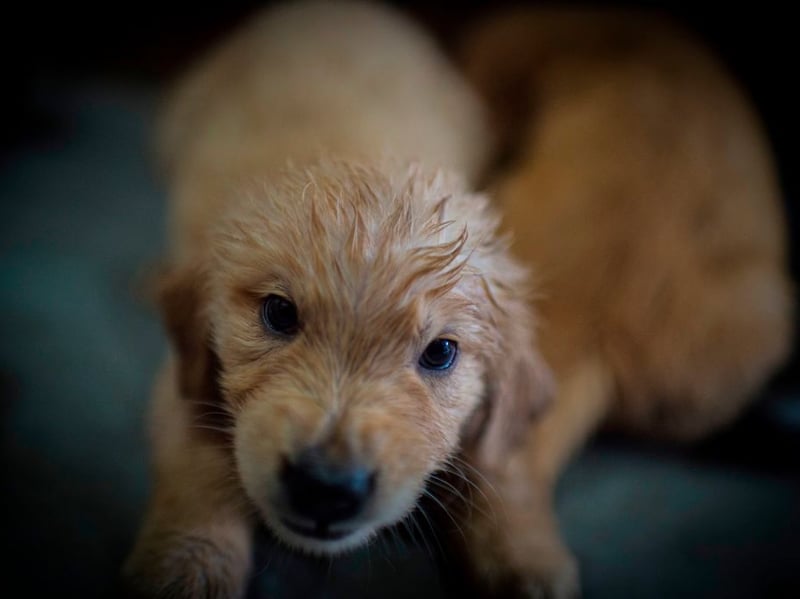 Another gundog famed for its placid nature, intelligence and good humour, the Golden Retriever is a perfect family pooch.
