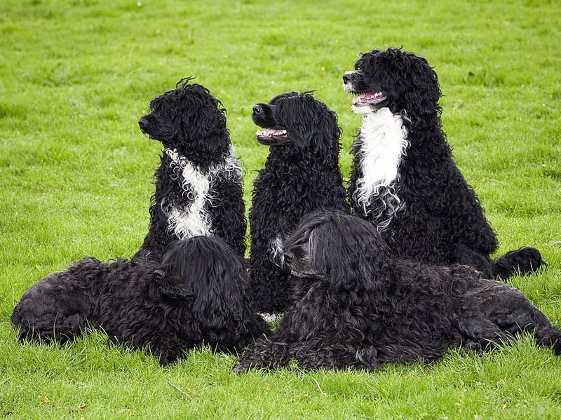 Portuguese Water Dogs are intelligent, affectionate, energetic companions that often enjoy active family life - just ask President Barack Obama who famously welcomed one into his family. Their trainability is valuable around children, while their playful nature suits families seeking outdoor adventures.