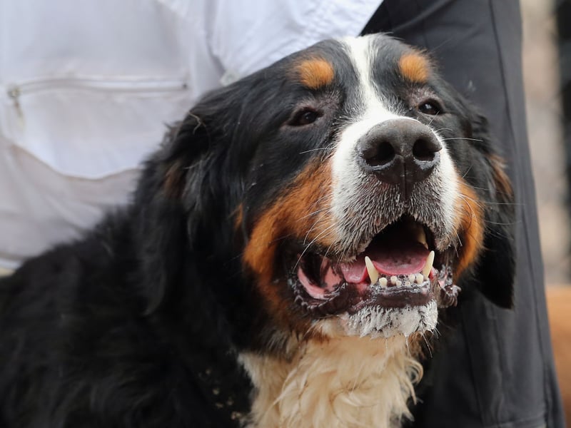 A breed that's as gentle as it is large, the Bernese Mountain Dog is incredibly affectionate and famously patient with children - no snapping here! They enjoy outdoor play, especially when it's not too hot, and have a generally calm and sweet disposition.