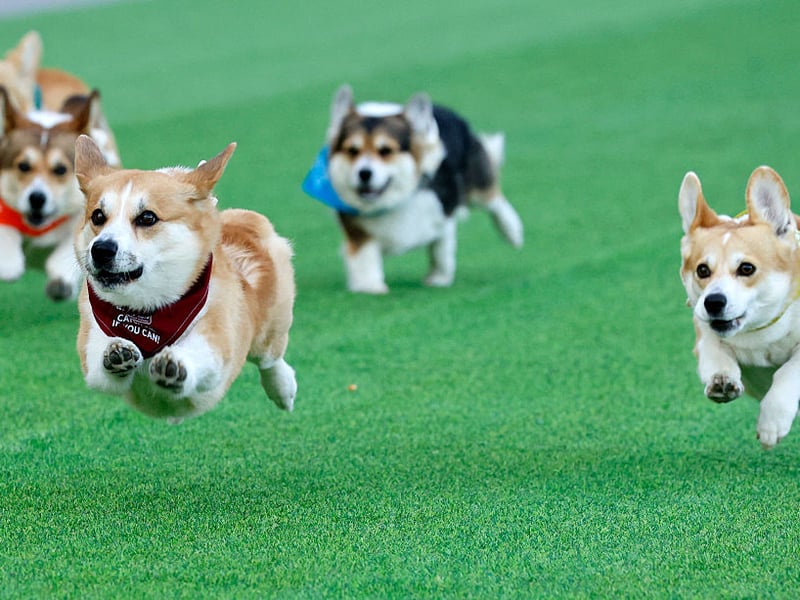 These short-legged dynamos are alert, affectionate, and playful - no wonder they were a fave of the late Queen Elizabeth II. Corgis love to work and play in equal measure, and their constant enthusiasm makes them a joy-filled breed to welcome into your family. Their close cousins the Cardigan Welsh Corgi are pretty cheery too.