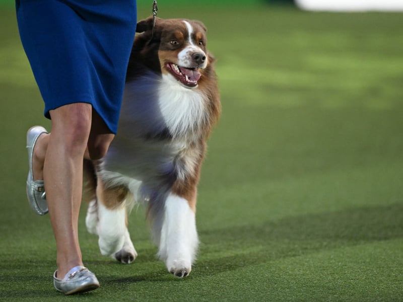 Australian Shepherds are energetic, intelligent and always SO enthusiastic about having something to do. They are at their happiest when exercising, learning or working alongside their beloved owners - with a smile that could light up any room.