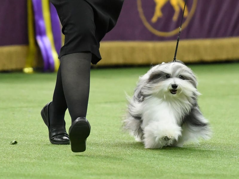 Havanese dogs are social butterflies who adore human companionship - like The Carpenters, they just want to be 'Close to You'. Their bouncy, cheerful personality and playful behavior make them thrive in loving homes where they get plenty of interaction. These happy wee dogs like being the centre of attention.