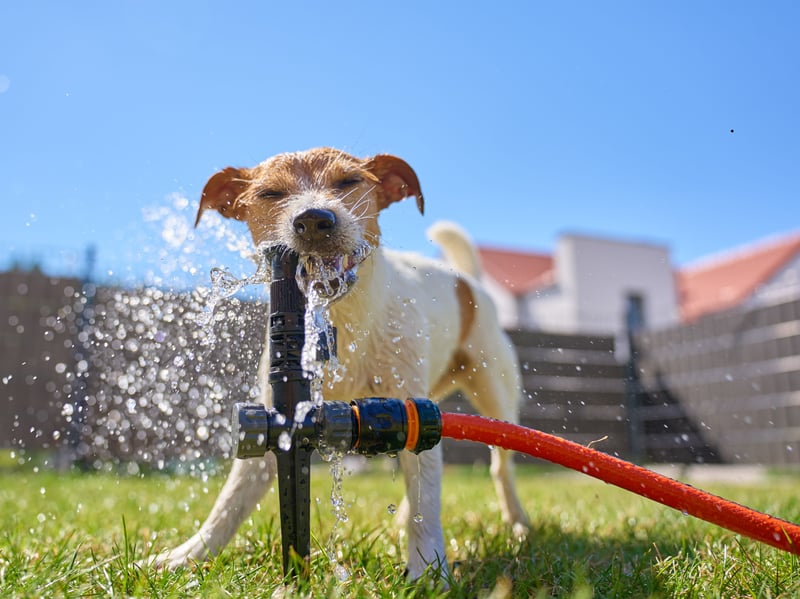 Jack Russells are bold, energetic, fearless, endlessly curious and naturally happy. Their lively personalities make them enthusiastic playmates, and their intelligence and determination means they tend to be entertaining and mischievous characters.