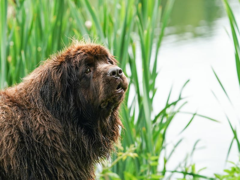 When it comes to big dogs, the Newfoundland is the cheeriest of the bunch and it's impossible to resist this breed's big, sleepy, goofy grins. Devoted to their human families, they are constantly calmly happy and incredibly loyal.