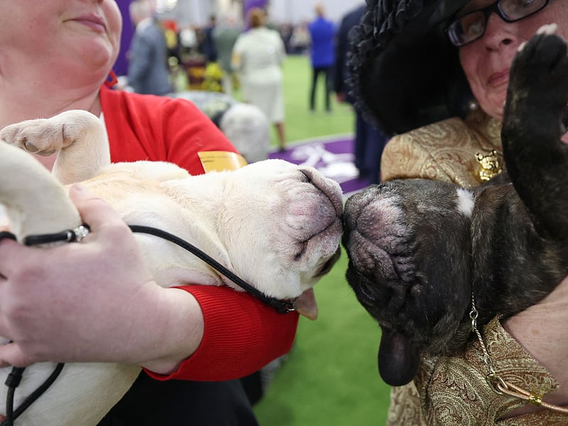 The UK's second favourite dog (after the all-conquering Labrador) French Bulldogs make affectionate, playful and entertaining family companions. Their amusing personalities and love of attention make them the happiest of furry housemates.