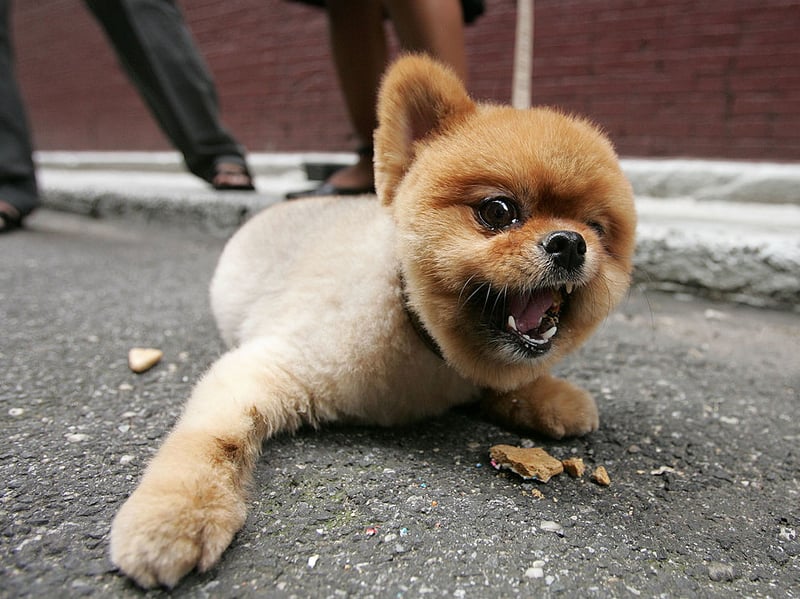 The foxy face of the Pomeranian Spitz is perfectly designed to deliver a winning smile. It's infectious too - pretty much guaranteed to get you grinning too.