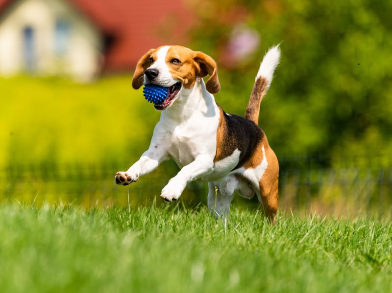 The American Kennel Club has it spot on when it describes the Beagle as "happy-go-lucky, merry, and friendly". When most dogs are happy they wag their tails, when a Beagle is happy they somehow manage to wag their entire body.