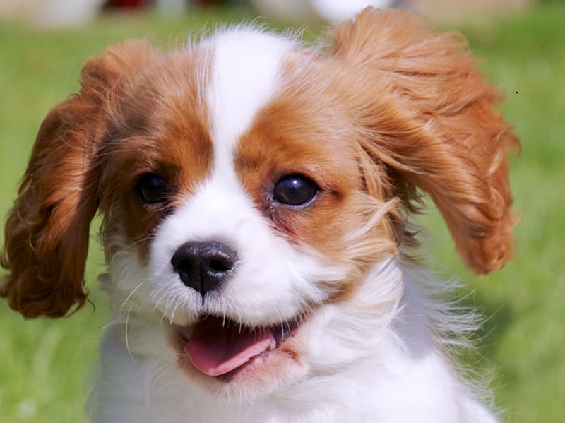 Known as the English Toy Spaniel in the USA, the Cavalier King Charles Spaniel needs very little to be entirely content. Give them a few laps of the garden, a couple of meal a day, a comfortable spot to nap and a few naps and they'll be utterly, blissfully happy.