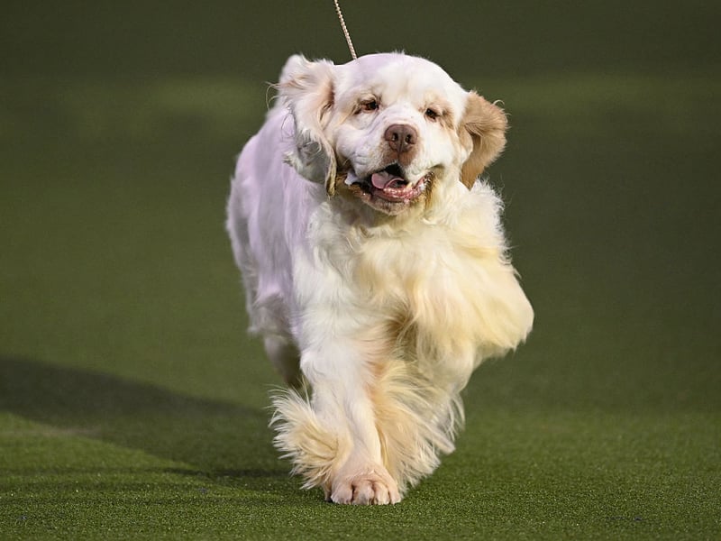 Thought to date back to the early 19th century, and made popular through links with British Royalty, the Clumber Spaniel is named after Clumber Park, in Nottinghamshire, where the breed was first developed. In 1884 they were one of the first 10 breeds of dog recognised by the American Kennel Club.