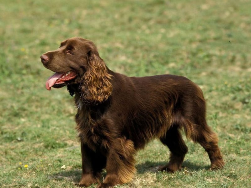 A rare breed, even in the UK where they were developed, the Field Spaniel was originally bred to be an all-black show dog in the late 19th century. Their name comes from their usefulness in 'field work' - or hunting on land.