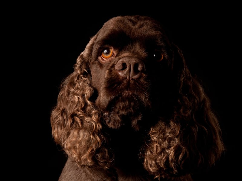 One of two types of Cocker Spaniel recognised by the UK Kennel Club, the American Cocker Spaniel got its name from their use to hunt woodcock. Interestingly the name 'spaniel' itself comes from the breed's origins in Spain.