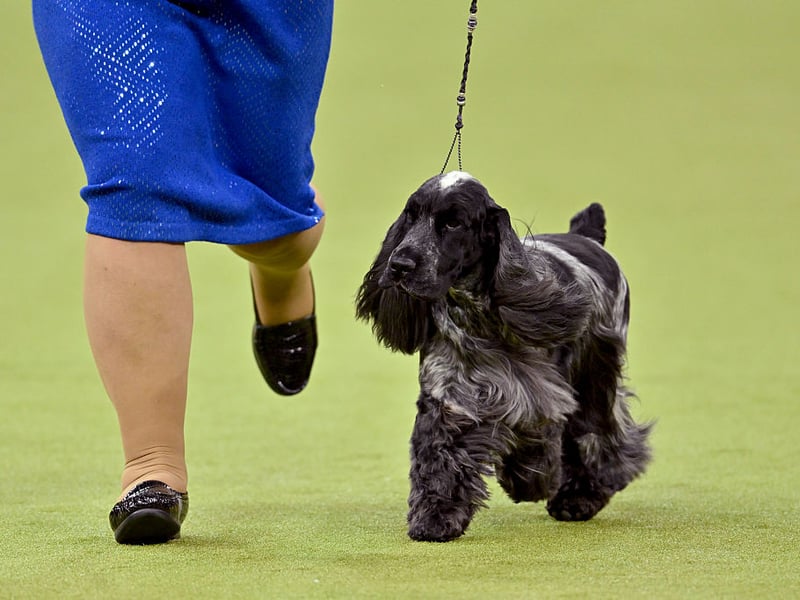 The English Cocker Spaniel is the 'original' Cocker Spaniel, with its American cousin created in the 20th century from differing breeding specifications in the US. The English breed has a wider and flatter head, eyes set wider apart, lower-hanging ears and thicker fur. 
