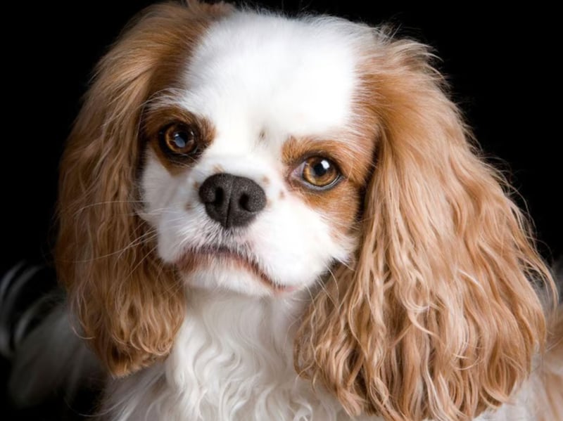 Sharing much of its history - and its name - with its slightly larger Cavalier cousin, the King Charles Spaniel's association with royalty dates back to Queen Mary I. It also has a rounder head and a shorter nose than the far more popualr Cavalier King Charles Spaniel. 