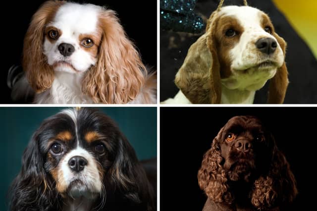 How well do you know your Spaniel breeds?