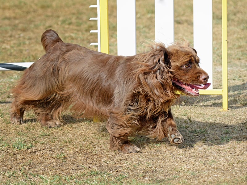 Somewhat obviously, the Sussex Spaniel takes its name from the Englsih county in which is was first recorded in the late 18th century. A rare breed, they nearly died out completely during the Second World War but have since recovered. They were one of the first breeds to be recognised by the UK Kennel Club in 1972.