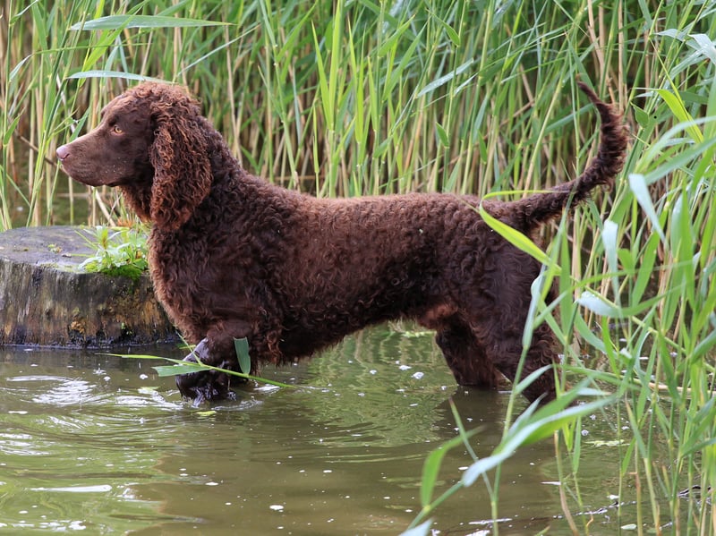 The American Water Spaniel was developed in the US Sate of Wisconsin in the 19th century from a number of other spaniel breeds. It was bred by hunters to work on both land and water - including icy cold rivers - which being small enough to be easy to transport.