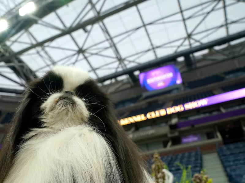 Japanese Chins are naturally fastidious and sometimes seem almost obsessed with grooming themselves. Their coats are silky and have little in the way odour, although to need brushed regularly to control moulting.