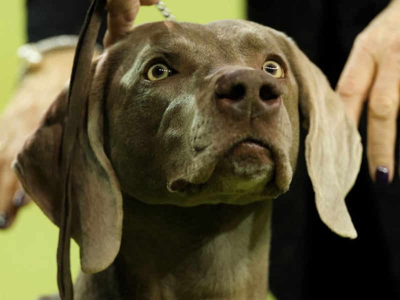 The Weimaraner needs plenty of exercise to stay happy and healthy but, short of a bath if they roll in something unpleasant, their velvety coat barely needs brushed.