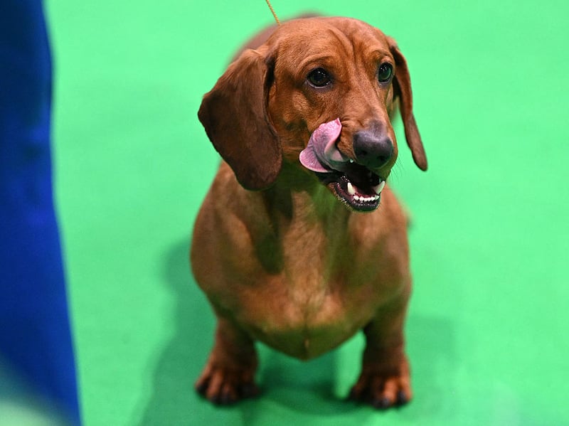 Smooth-haired Dachshunds are particularly easy to keep clean thanks to their short coats and relatively low grooming requirements. They generally have little odour when healthy and properly cared for.