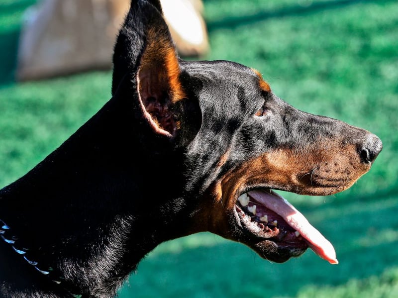 While large Dobermanns, also known as Doberman Pinschers, may cost you more than other dogs when it comes to pet food, they'll not require the services of a groomer. A weekly brush will get rid of any loose hair and that's all they need to maintain a healthy and shiny coat.