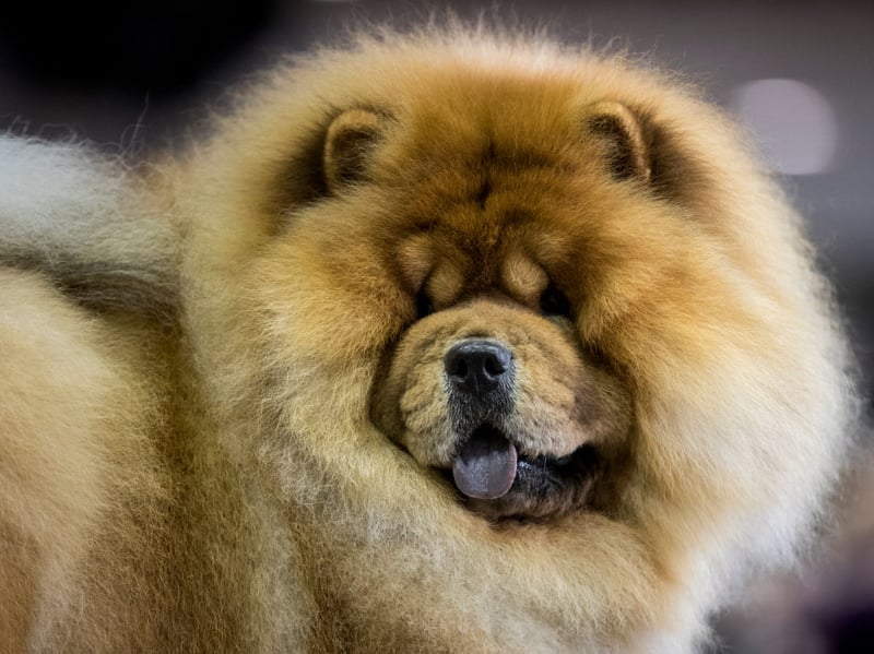 The Chinese Chow Chow is one of the cleanest breeds of dog as they are fastidious about their appearance - not letting a speck of dirt remain on their coats for long. In fact, they often act more like cats than dogs - and are unlikely to ever create an unpleasant odour.