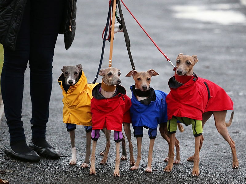 Smaller than the normal Greyhound, the Italian Greyhound positively thrives on not being groomed. Even a monthly bath risks irritating their skin, with most owners opting to just occasionally wiping them down with a damp cloth. 