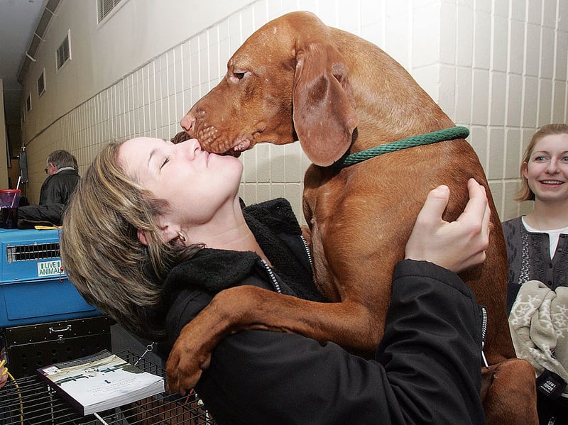 A relatively unusual breed in the UK, the Vizsla is originally from Hungaria where it is used as a hunting dog. They don't need much grooming and are known for lacking the typical 'dog smell' that many breeds have. 