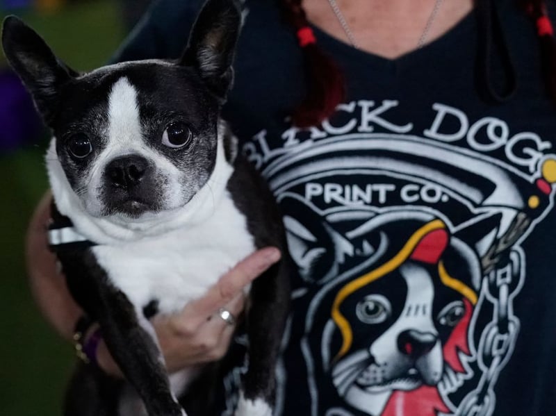 Boston Terriers should only be bathed when it's absolutely essential, although their face should be washed each day with a damp cloth. Other than that, an occasional brush will get rid of excess hair and condition the dog's skin.