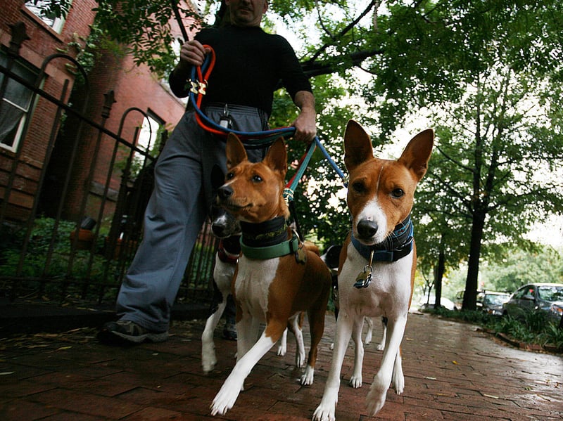 Famously the only breed of dog that doesn't bark (they make a strange yodeling noise instead) the Basenji is another breed of loving dog who are positively cat-like in their cleanliness. They groom themselves regularly, have very little doggy odour, and shed minimally. Their short coat also requires remarkably little maintenance - you'll barely need a brush.