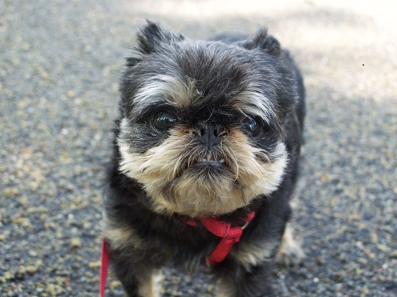 Another small dog breed overflowing with joie de vivre is the cheeky Brussels Griffon. Sometimes their cheeriness can grow into slight self-importance, but these wee pooches could never be described as glum or introverted.