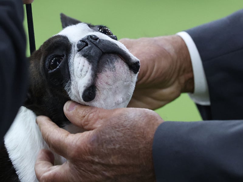 With their tuxedo-like coat and bright personality, Boston Terriers are natural entertainers - the dog that would most likely win a spot at the Royal Variety Performance. They are playful, affectionate, and humorous. Their love of clowning around and showing off, means they make everyone around them smile too. 