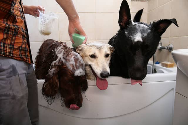 Some dogs need washed more often than others.