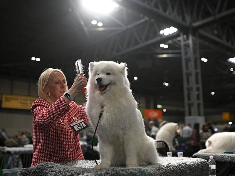 Nicknamed the 'Smiling Sammie', this breed literally looks like it’s grinning most of the time. It's the Joker of the dog world, without the evil schemes. Samoyeds are affectionate, sociable, and gentle, with a love for both play and snuggles that keeps them - and their owners - content.