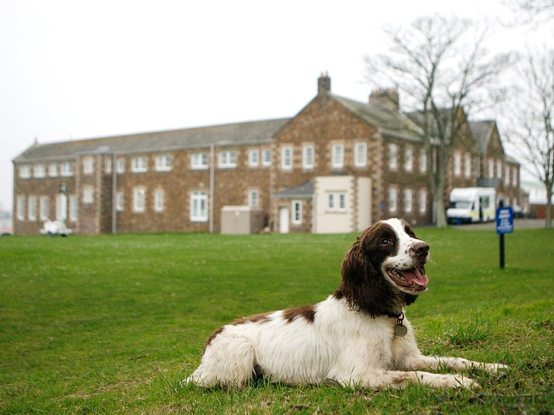 What spaniel breed is the happiest - the Cocker Spaniel or the Springer Spaniel? We reckon it's an adorable dead heat. 