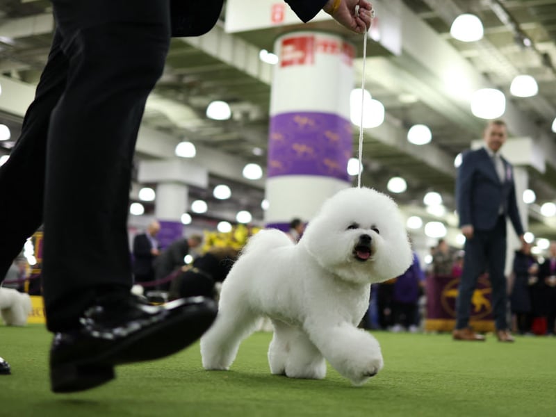 The Bichon Frise is known as being a small dog with a BIG happy personality. These wee charmers are hugely affectionate and like nothing better than snuggling up with their owners - making them equally happy.
