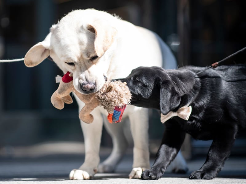 When it comes to big silly infectious smiles, it's hard to beat those plastered across the face of a typical Labrador Retriever. They have been the UK's (and the world's) most popular dog for decades and their sunny disposition is one of the reasons why. 
