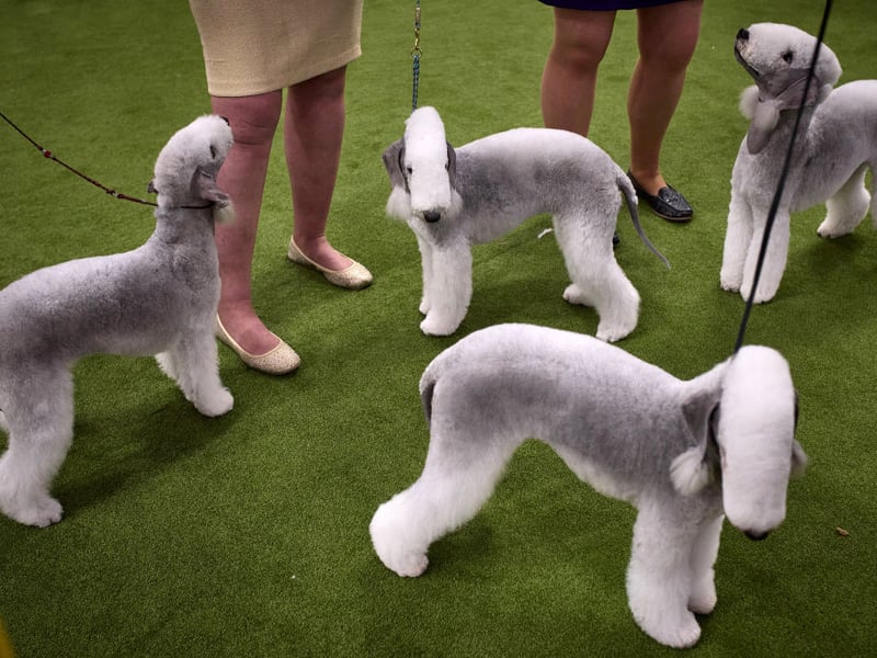 Several Bedlington Terriers have become 'Insta-famous' on social media due to their incredibly smiley faces. They may have been bred to hunt rats, but those Hollywood smiles are not more likely to catch the attention of cameras.